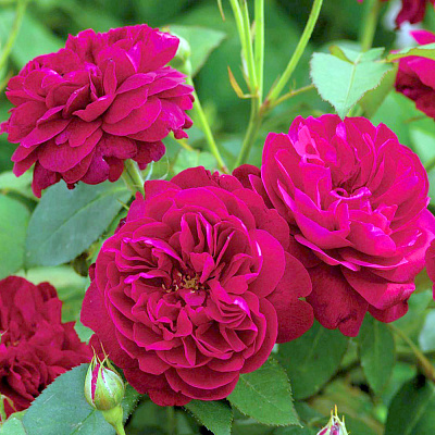 Роза английская Дарси Бассел, С12,5 л