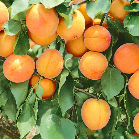 Фото Комплект абрикосов №3: Мелитопольский ранний, Викинг