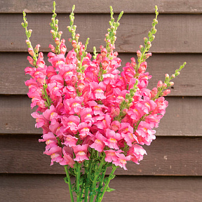 Львиный зев Мэриленд Истинный розовый