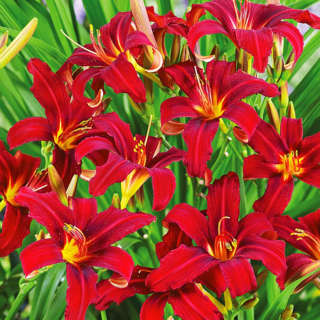 Фото Лилейник Кримсон пират