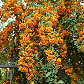 Пираканта гибридная Оранж Чармер