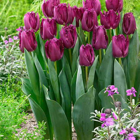 Фото Тюльпан бахромчатый Сан Клементе