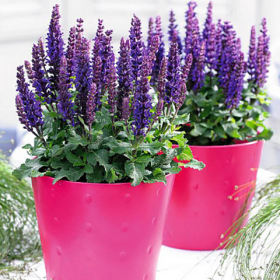 Шалфей Сенсейшн Компакт Дип Блю