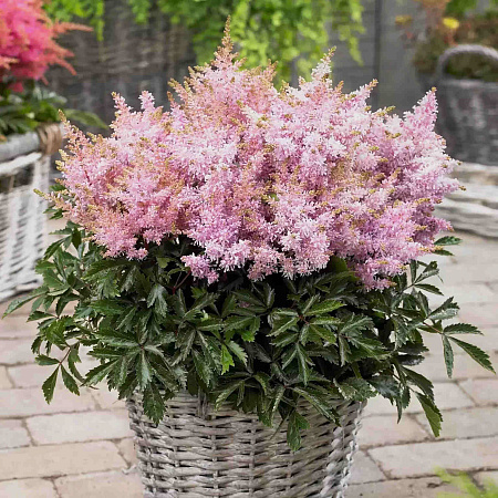 Фото Астильба Шугаберри
