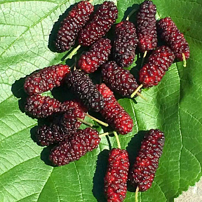 Шелковица Иллинойс Эвербеаринг