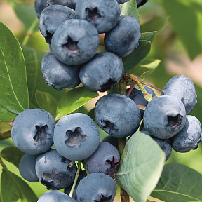 Голубика Олле