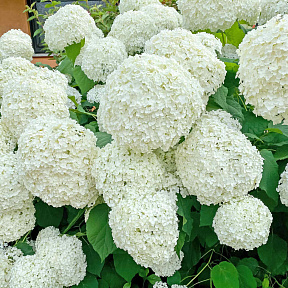 Гортензия древовидная Аннабель