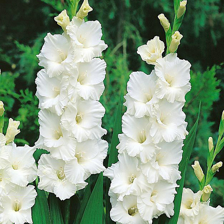 Фото Гладиолус Бангладеш