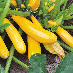 Кабачок Йеллоуфин 5шт