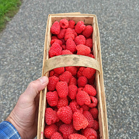 Малина Каскад делайт