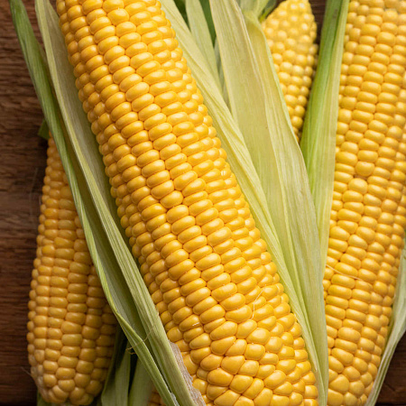 Фото Кукуруза Медвяна