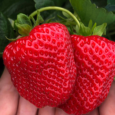 Земляника садовая Дарселект