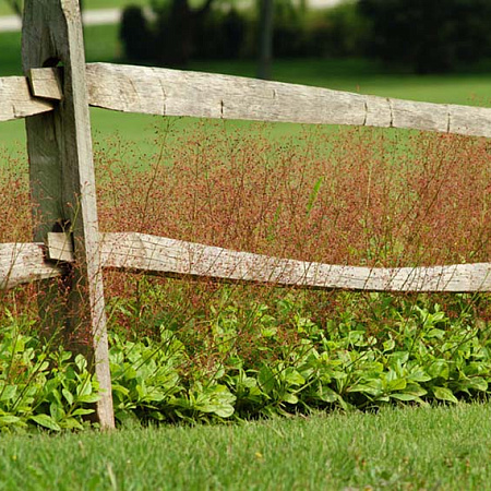 Фото Талинум метельчатый