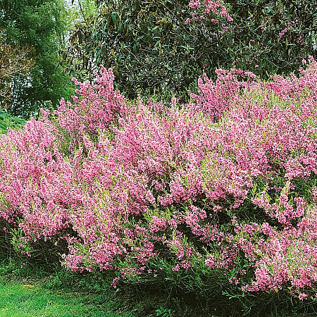 Фото Миндаль Розовая пена