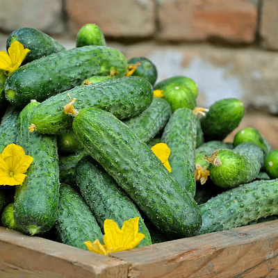 Огурец Хлопчик F1