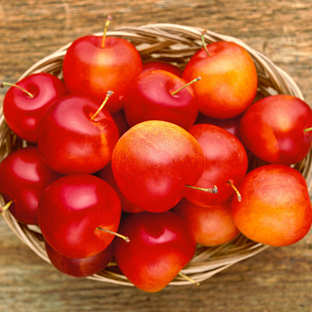 Фото Слива Скороплодная