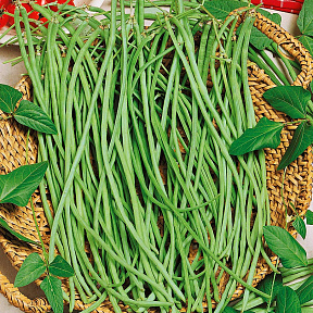 Фасоль Спагетти