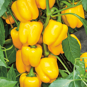 Перец сладкий Эспартано 5шт