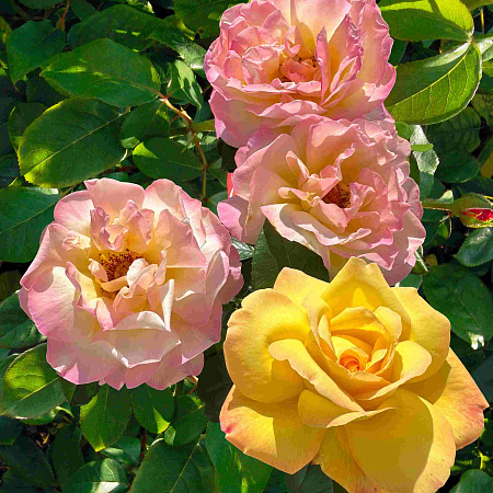 Фото Роза чайно-гибридная Глория дей