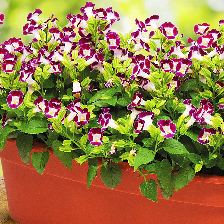 Фото Торения Кауай Бургунди