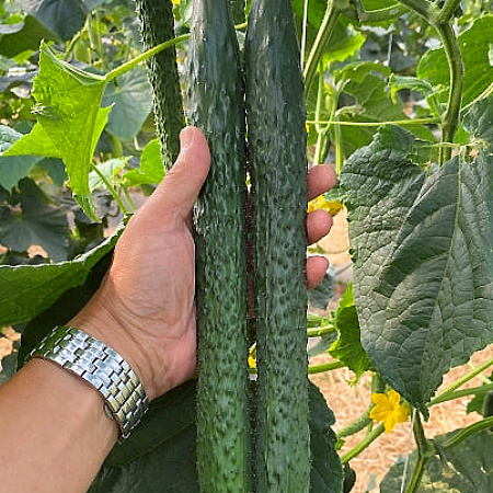 Фото Огурец Изумрудные птицы F1