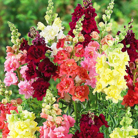 Фото Львиный зев Мадам Баттерфляй набор