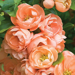 Айва великолепная Гейша