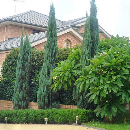 Фото Можжевельник скальный Скайрокет