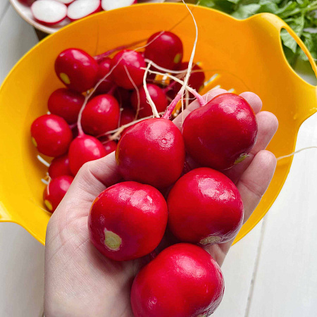 Фото Редис Сахарна головушка F1