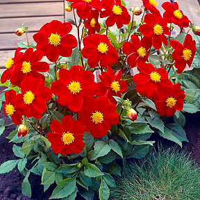 Георгин Миньон Ред