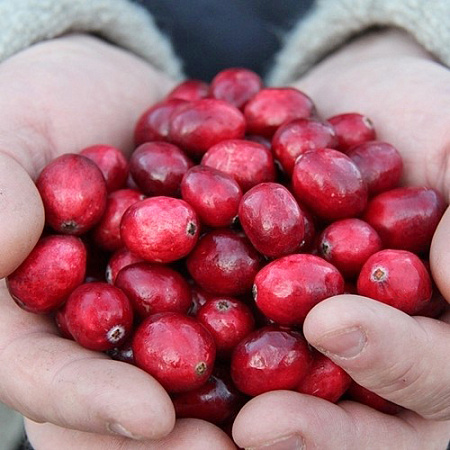 Фото Клюква Ред Стар