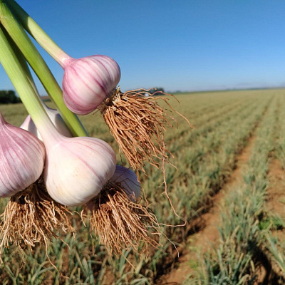 Чеснок озимый Комсомолец