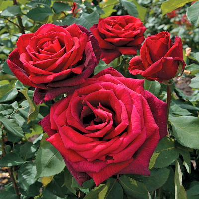 Роза чайно-гибридная Мистер Линкольн