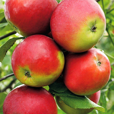 Яблоня Анис Свердловский