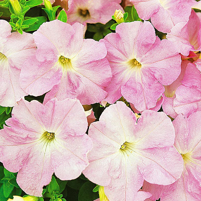 Петуния Дримс Яблоневый цвет