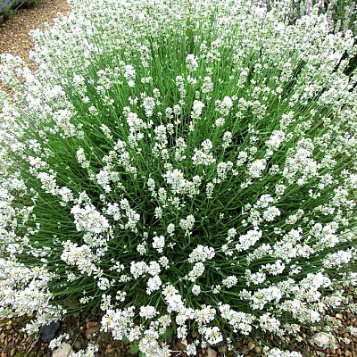 Лаванда узколистная Арктик Сноу