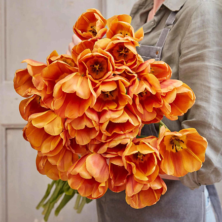 Фото Тюльпан триумф Браун Шугар