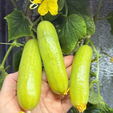 Фото Огурец Квинтон F1