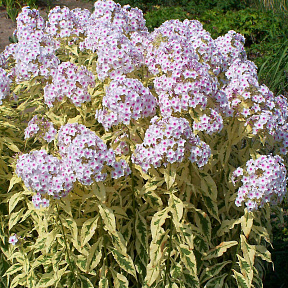 Флокс метельчатый Нора Лей