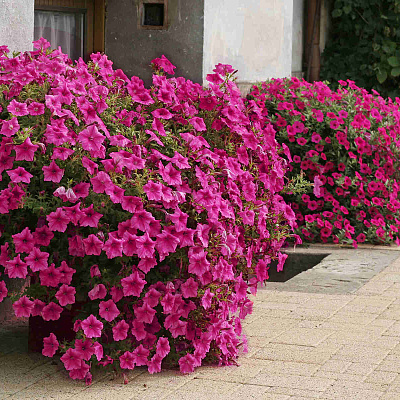 Петуния-сурфиния Фиолетовый бриллиант