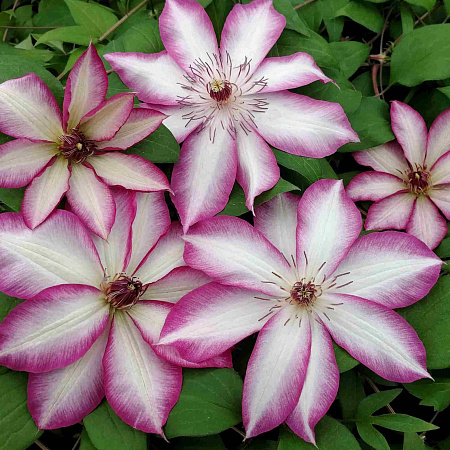 Фото Клематис Пикоти