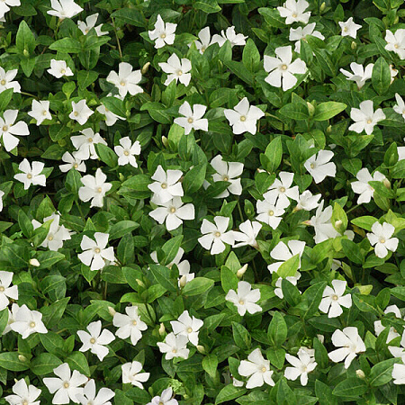 Фото Барвинок малый Гертруда Джекил