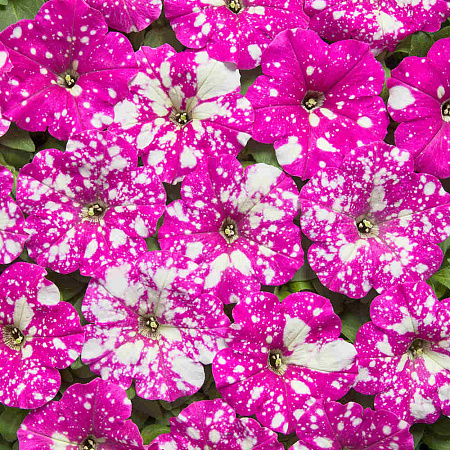 Фото Петуния Млечный путь Насыщенно-розовая