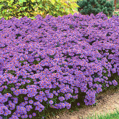 Астра кустарниковая Блю Лагун