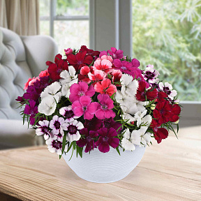 Гвоздика китайская Коронет Цветной набор