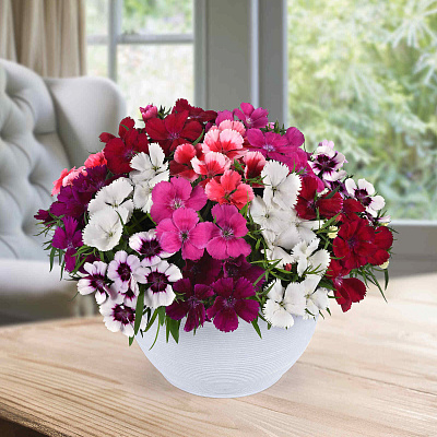 Гвоздика китайская Коронет Цветной набор