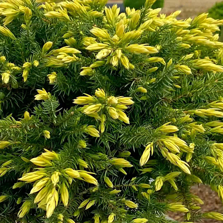 Фото Можжевельник прибрежный Санфлауэр