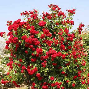 Роза плетистая-клаймбер Амадеус