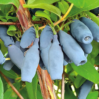 Жимолость Восторг