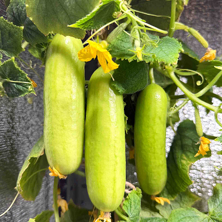 Фото Огурец Квинтон F1